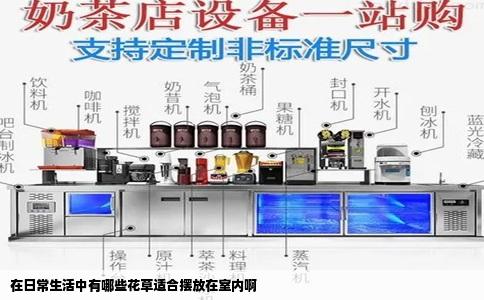 在日常生活中有哪些花草适合摆放在室内啊