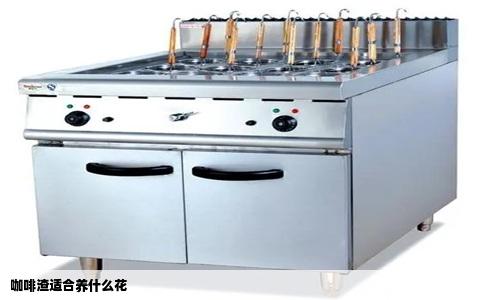 咖啡渣适合养什么花